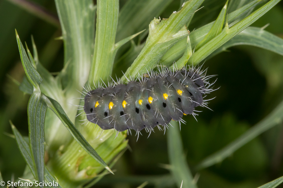 Larva da id. - Zygaena (Mesembrynus) erythrus