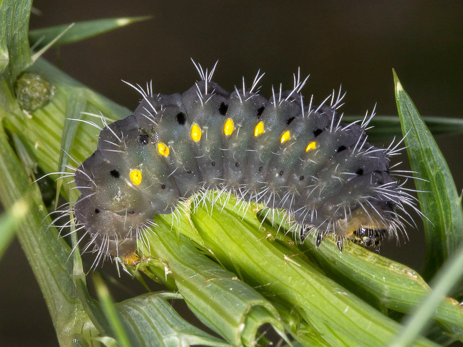 Larva da id. - Zygaena (Mesembrynus) erythrus