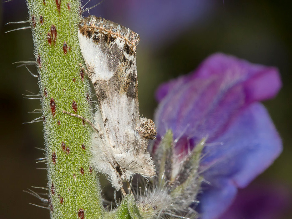 Calophasia opalina - Noctuidae