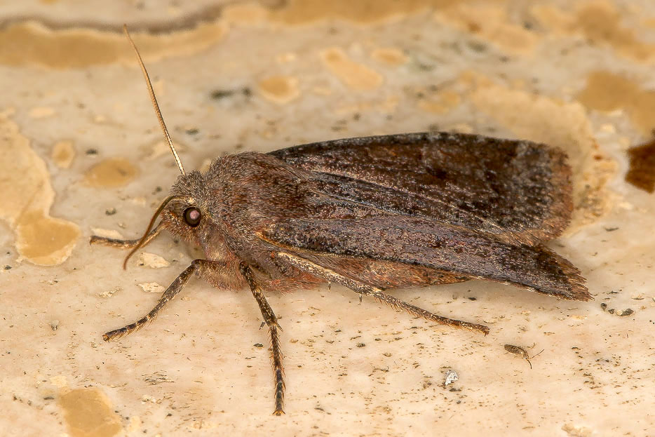 Conistra (Conistra) vaccinii, Noctuidae