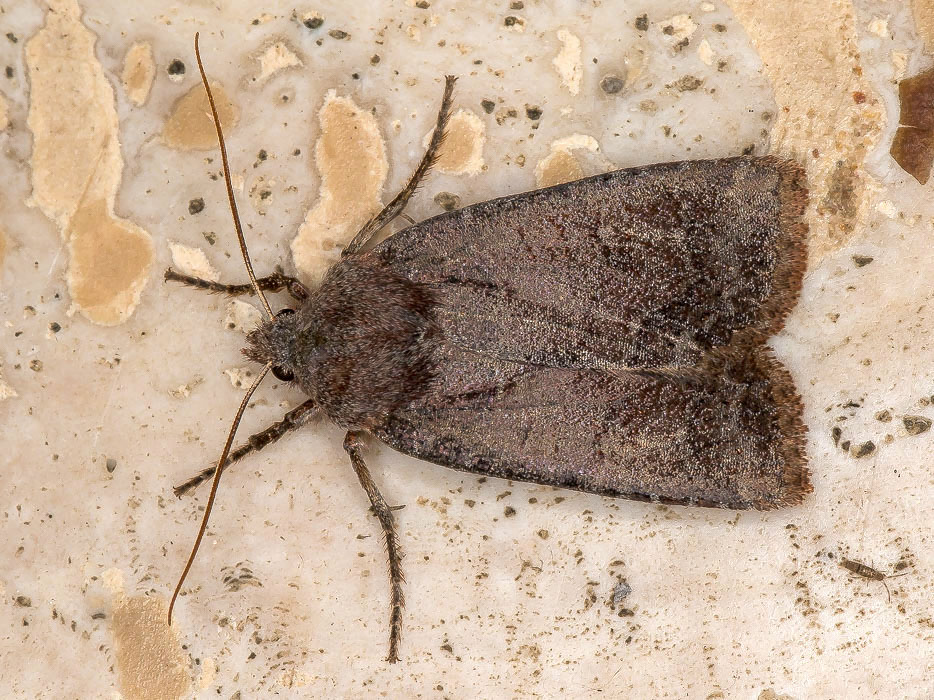 Conistra (Conistra) vaccinii, Noctuidae