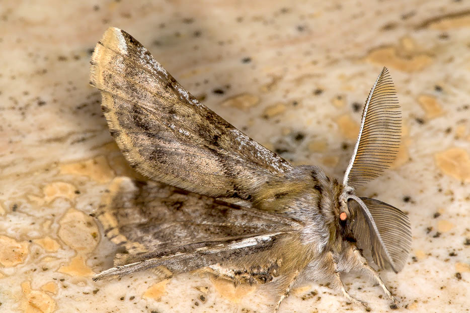 Geometridae - Apochima flabellaria