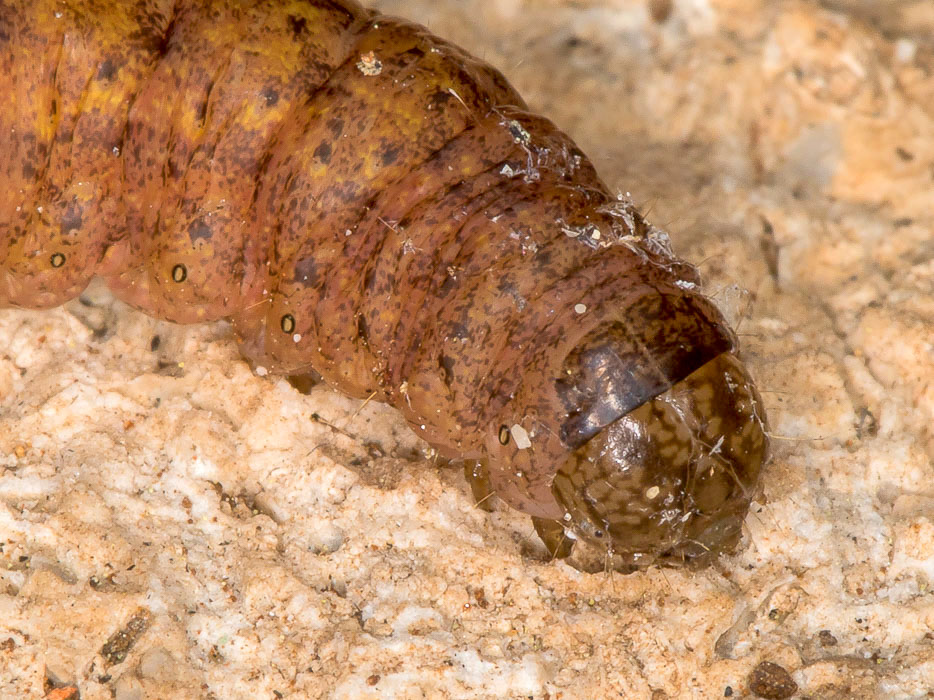 Aiuto id. larva - Noctuidae Noctuinae