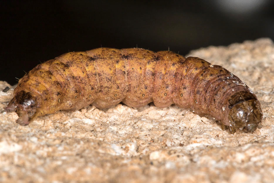 Aiuto id. larva - Noctuidae Noctuinae