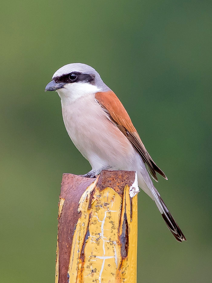 Avrla piccola (Lanius collurio) ♂