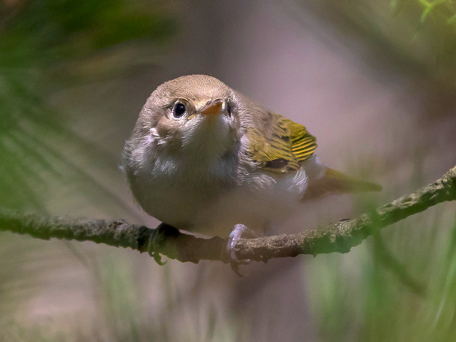 Lu bianco (Phylloscopus bonelli)