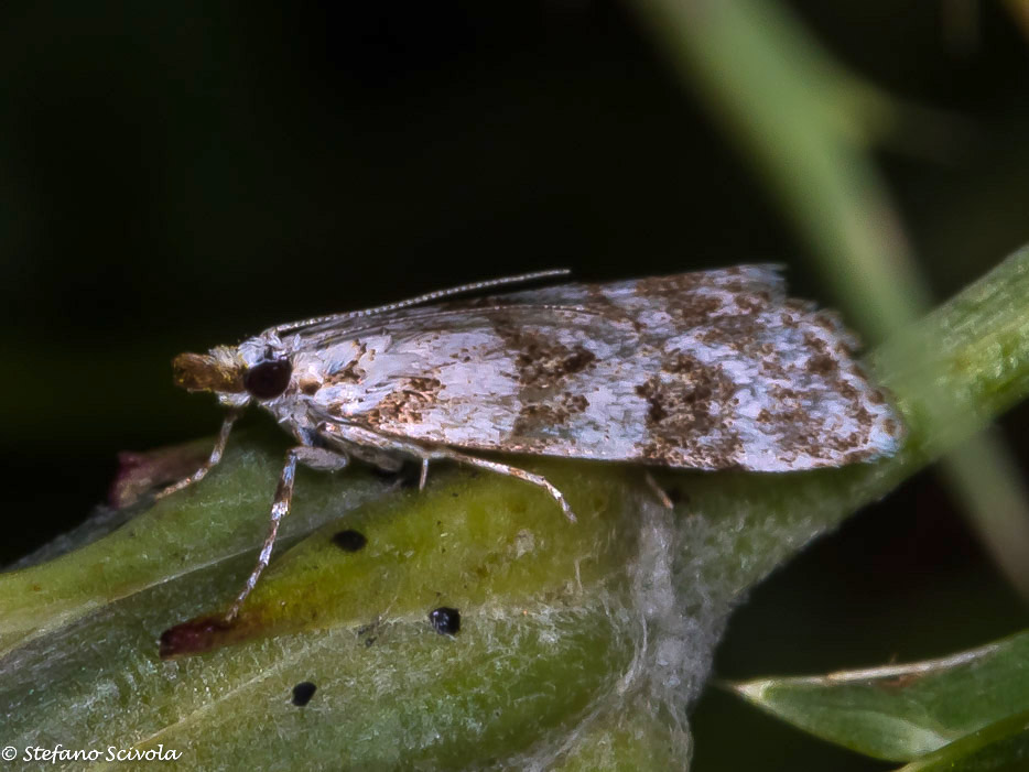 Crambidae da id.: Scoparia pyralella - Crambidae