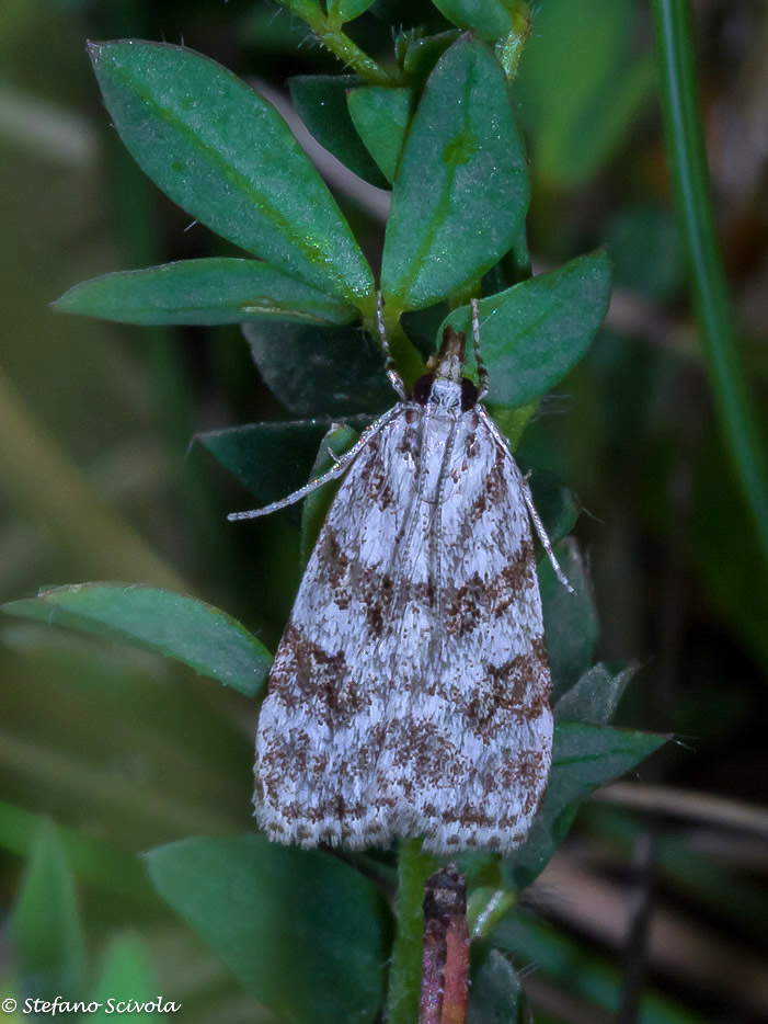 Crambidae da id.: Scoparia pyralella - Crambidae