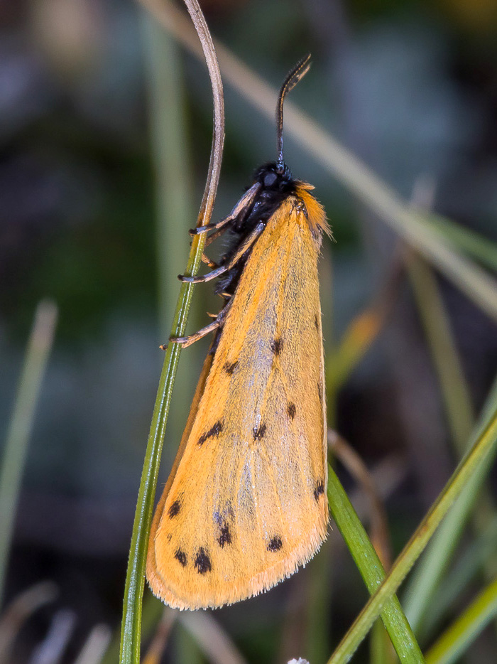 Setina da confermare - Setina irrorella, Erebidae Arctiinae