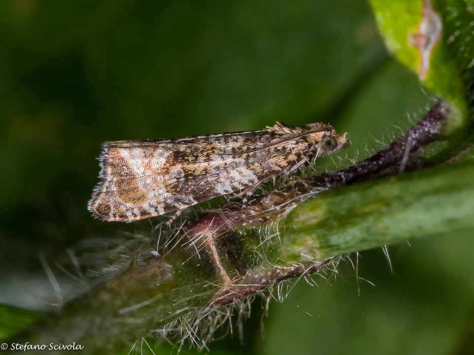 Tortricidae da id - Celypha lacunana