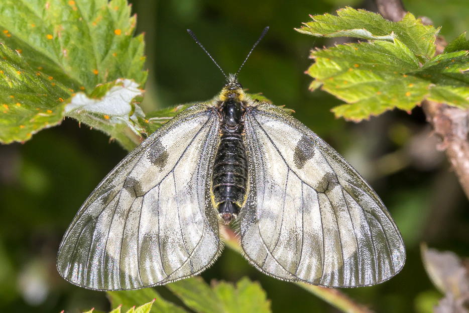 Parnassius mnemosyne - Papilionidae