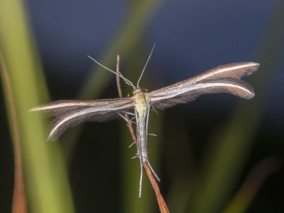 Pterophoridae da id.