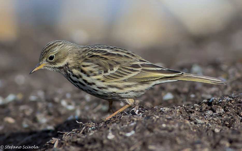 Monografia sulla Pispola (Anthus pratensis)