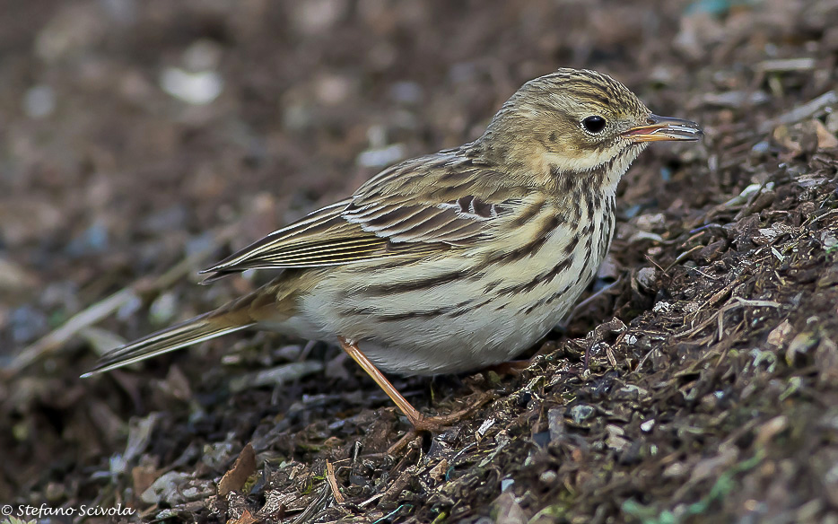 Monografia sulla Pispola (Anthus pratensis)