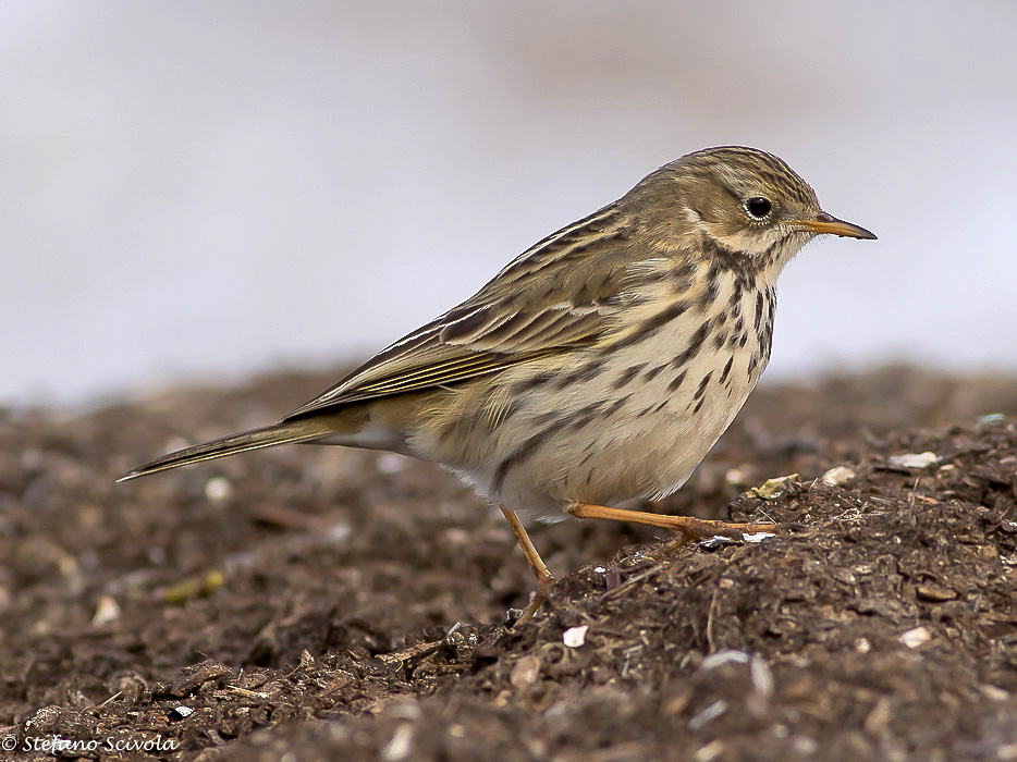 Monografia sulla Pispola (Anthus pratensis)