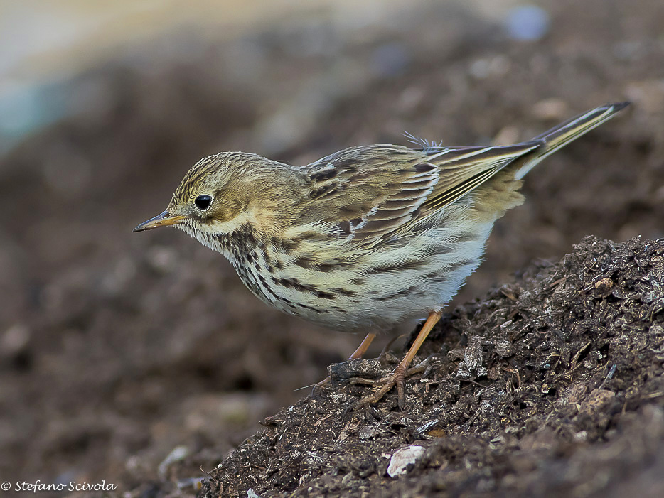 Monografia sulla Pispola (Anthus pratensis)