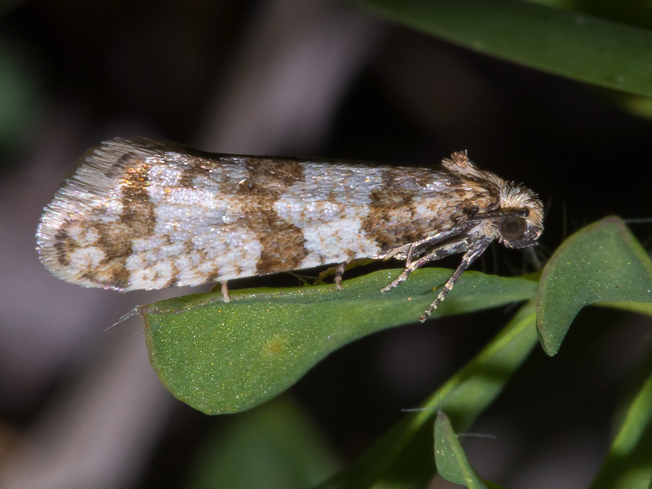 Micro da id - Isotrias cfr. rectifasciana, Tortricidae