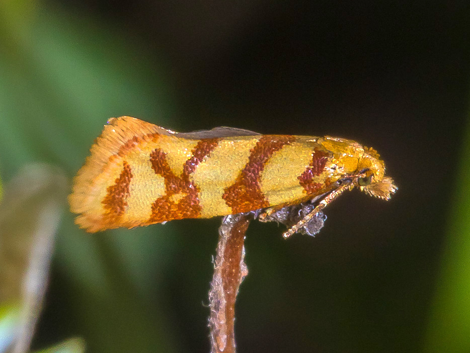 Tortricidae da id.: Aethes rutilana