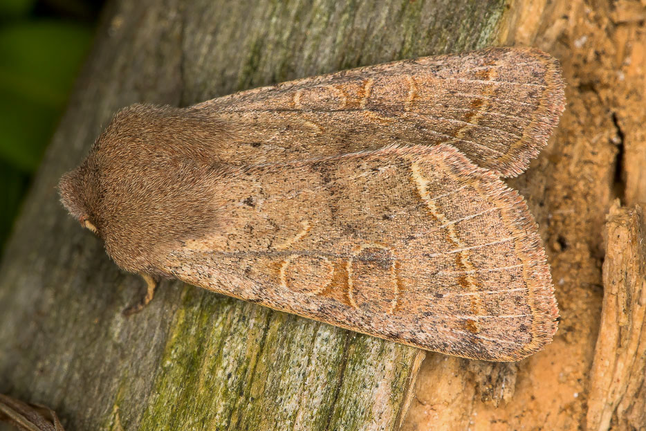 Orthosia cerasi