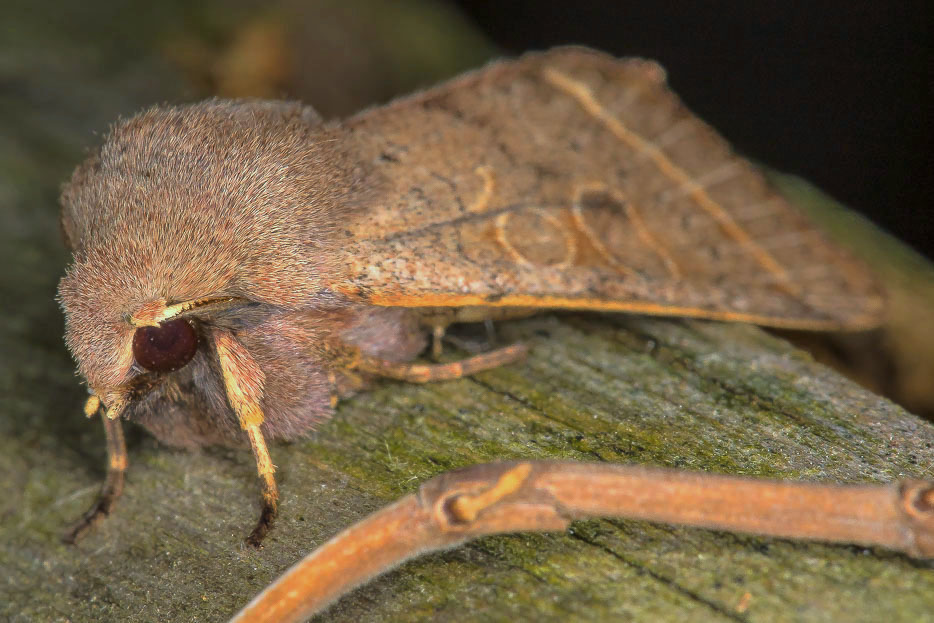 Orthosia cerasi