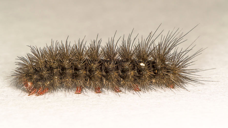 Aiuto id. larva - Arctia villica, Erebidae Arctiinae