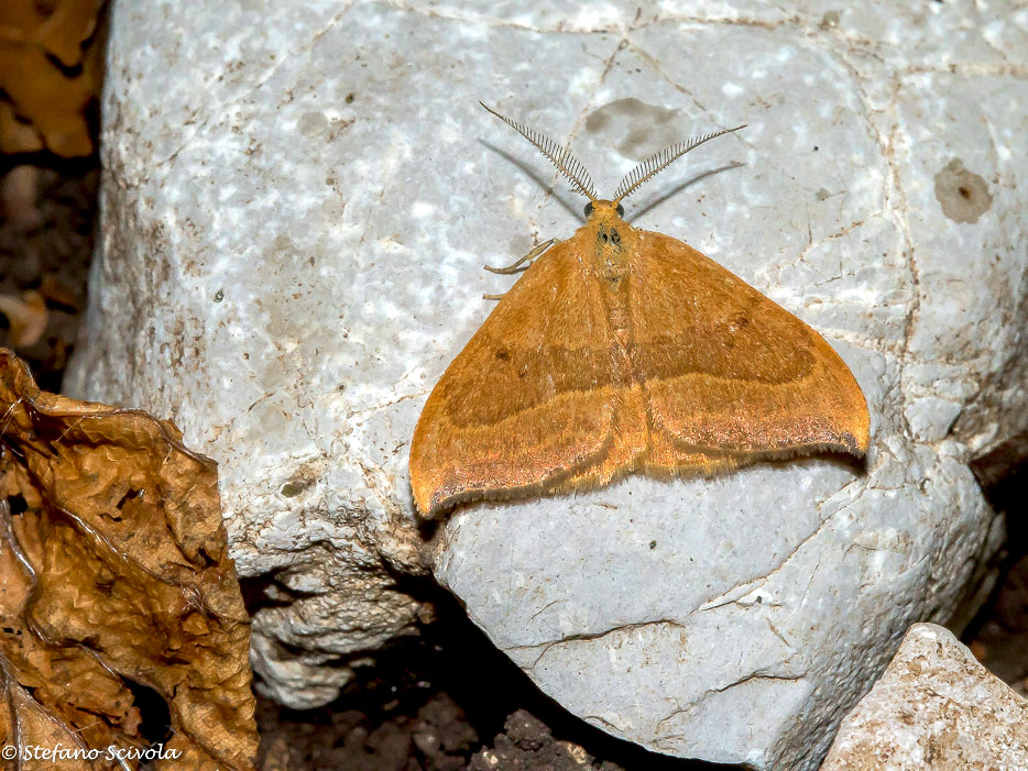 Watsonalla cultraria ♂ - Drepanidae