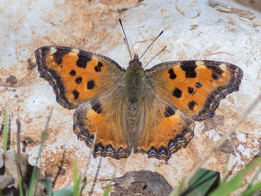 Nymphalis polychloros (Nymphalidae)