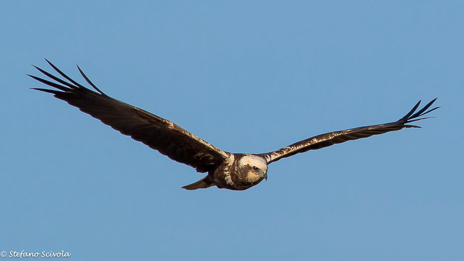 Falco di palude (Circus aeruginosus) ♀