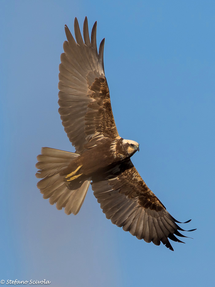 Falco di palude (Circus aeruginosus) ♀