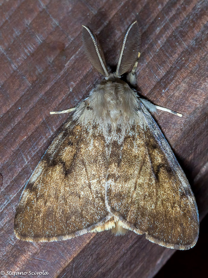 Lymantria dispar ♂ - Erebidae Lymantriinae