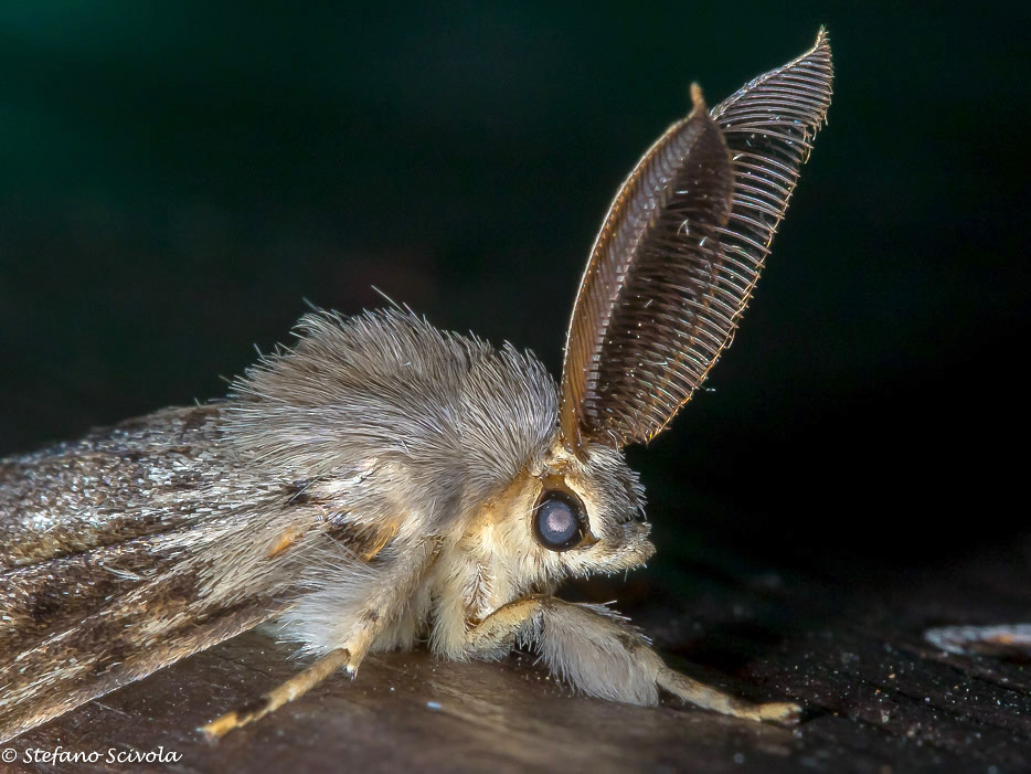 Lymantria dispar ♂ - Erebidae Lymantriinae