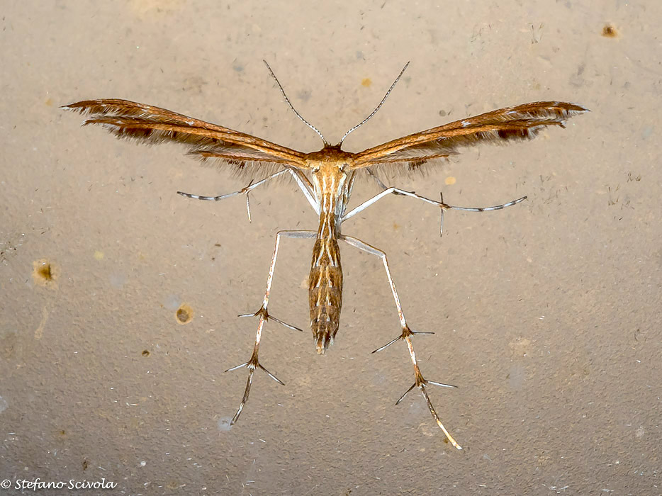 Altro Pterophoridae da id.