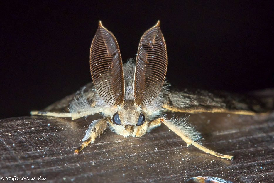 Lymantria dispar ♂ - Erebidae Lymantriinae