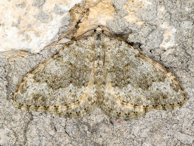 Geometridae - Coenotephria cfr. ablutaria ♀