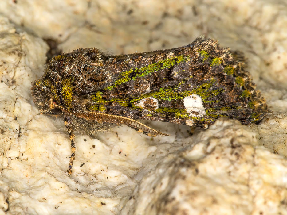 Noctuidae - Valeria oleagina