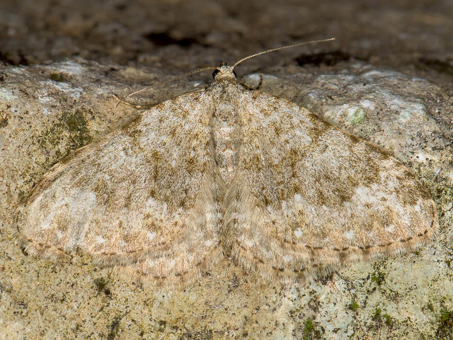 Geometridae