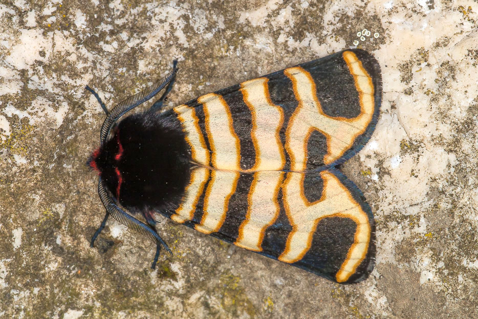 Erebidae Arctiinae:  Arctia festiva