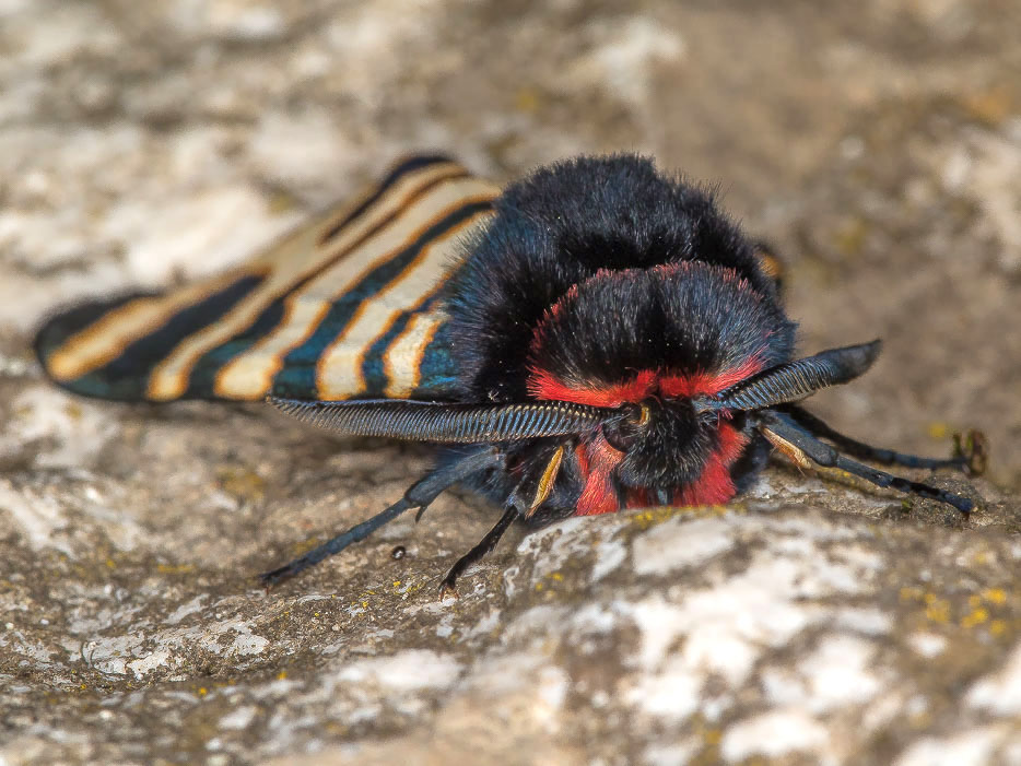 Erebidae Arctiinae:  Arctia festiva