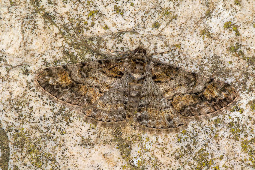 Geometridae:  Cleora cinctaria