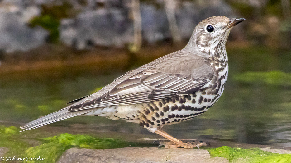 Tordela (Turdus viscivorus)