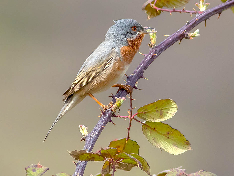 Sylviidae:  Sterpazzolina comune (Sylvia cantillans)