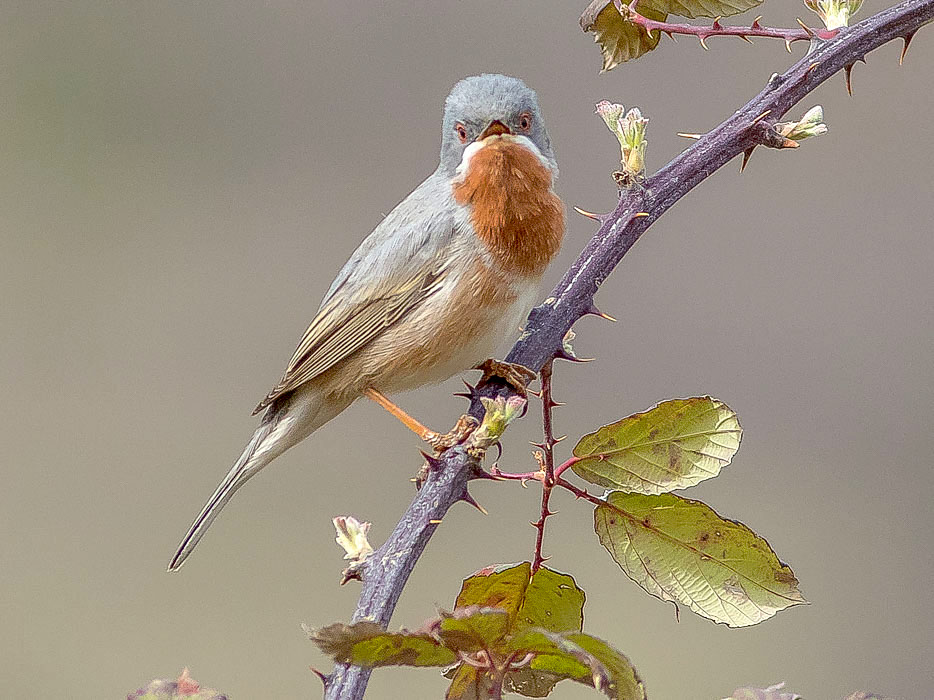 Sylviidae:  Sterpazzolina comune (Sylvia cantillans)