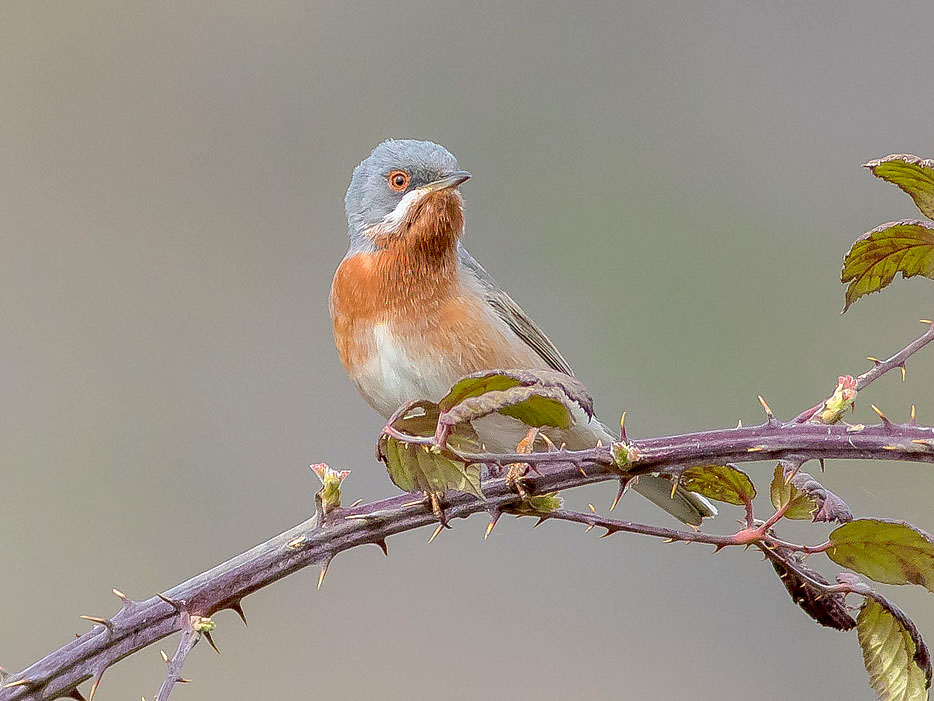 Sylviidae:  Sterpazzolina comune (Sylvia cantillans)