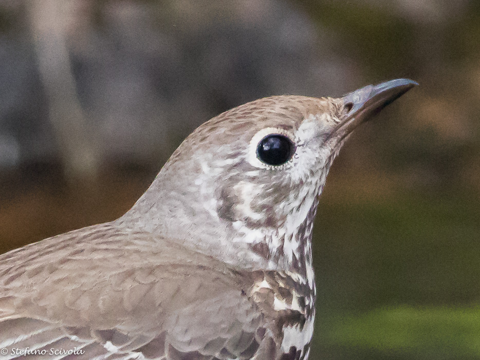 Tordela (Turdus viscivorus)