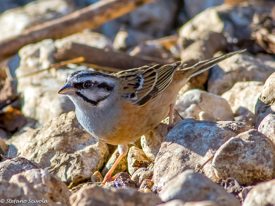 Zigolo muciatto - (Emberiza cia)