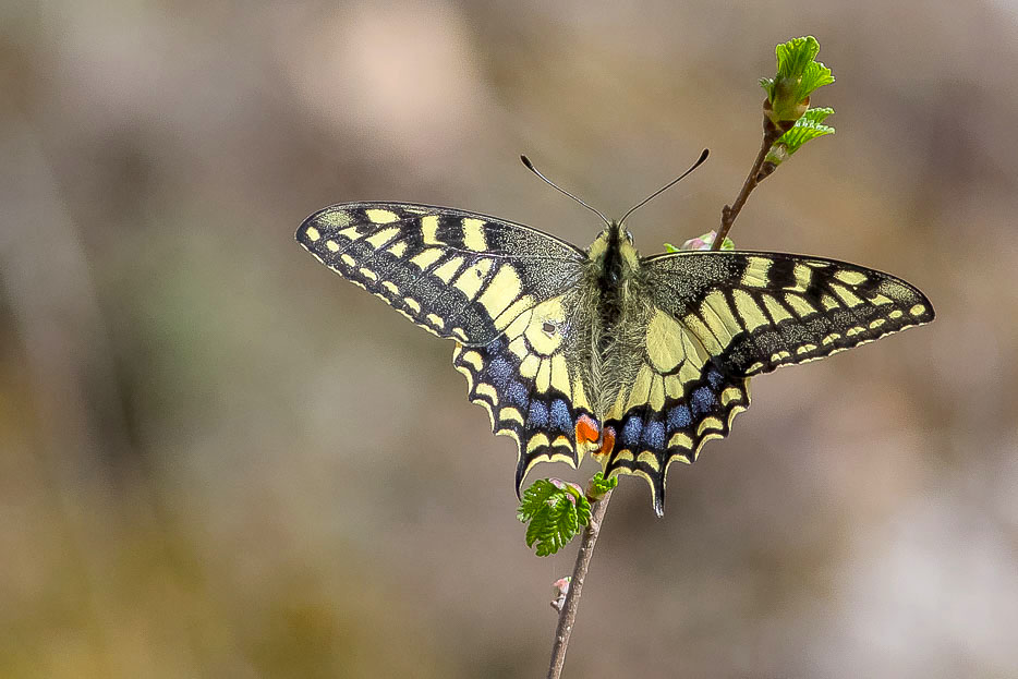 Papilio machaon (Papilionidae)