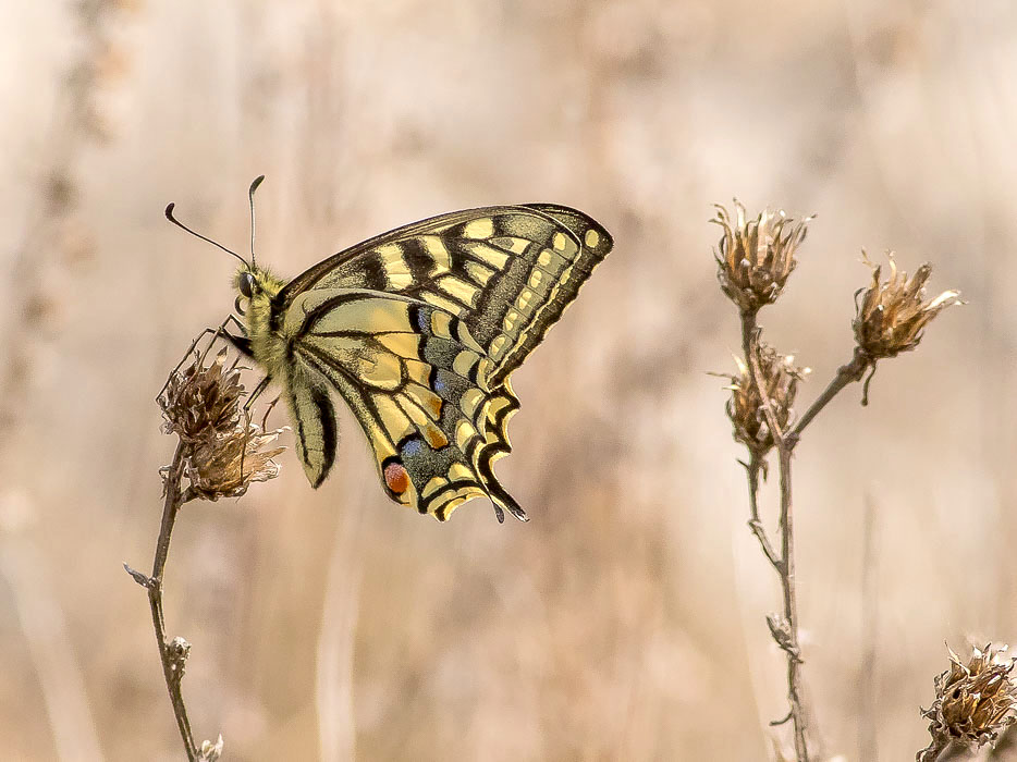 Papilio machaon (Papilionidae)