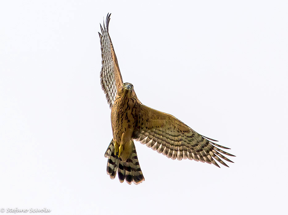 Astore (Accipiter gentilis) juv.