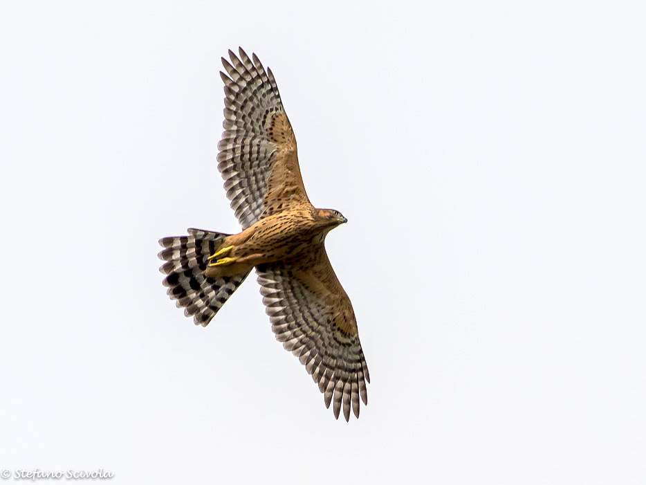 Astore (Accipiter gentilis) juv.