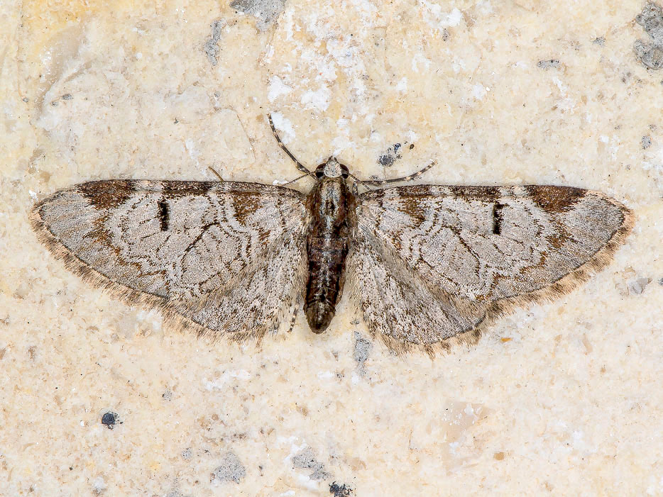 Eupithecia insigniata (Geometridae)